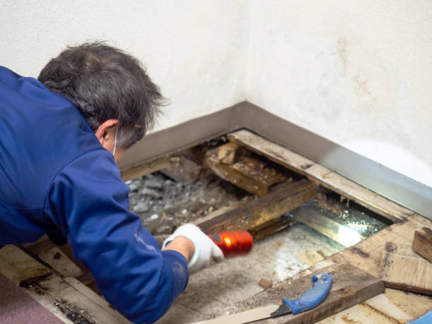 Attic Mold Removal in Spring Valley, NV