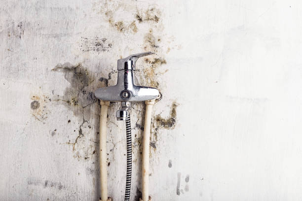 Best Residential Mold Removal  in Spring Valley, NV