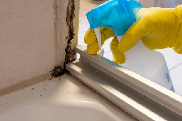 Best Commercial Mold Removal  in Spring Valley, NV