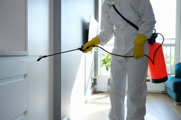 Mold Removal Process in Spring Valley, NV