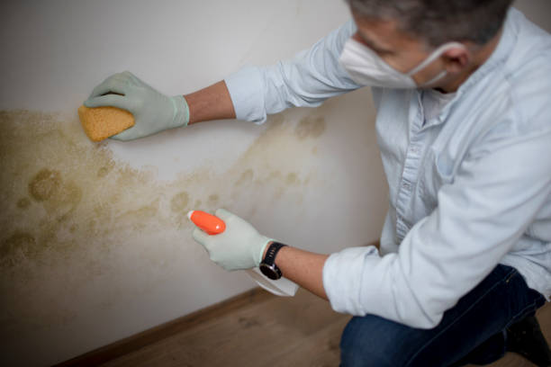 Best Crawl Space Mold Removal  in Spring Valley, NV