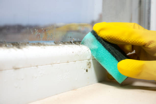 Best Toxic Mold Removal  in Spring Valley, NV