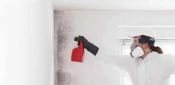 Best Mold Damage Repair  in Spring Valley, NV