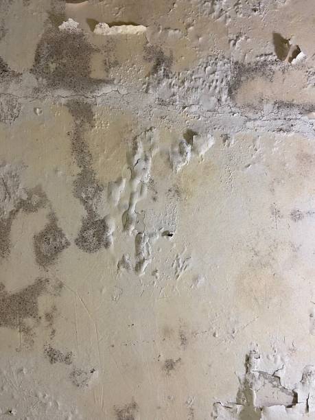 Best Certified Mold Removal  in Spring Valley, NV