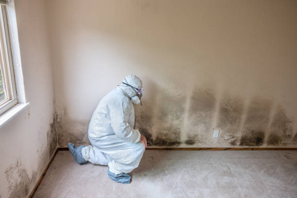 Best Mold Damage Repair  in Spring Valley, NV