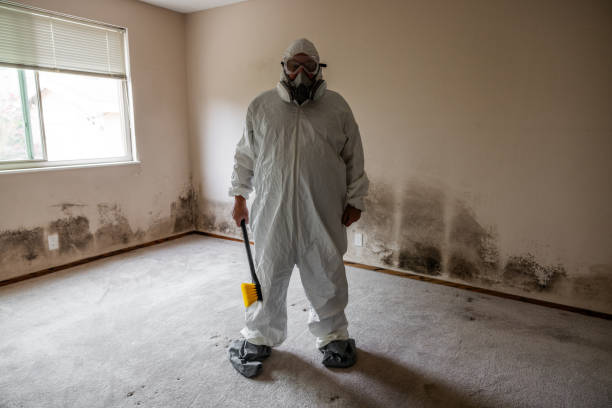 Certified Mold Removal in Spring Valley, NV