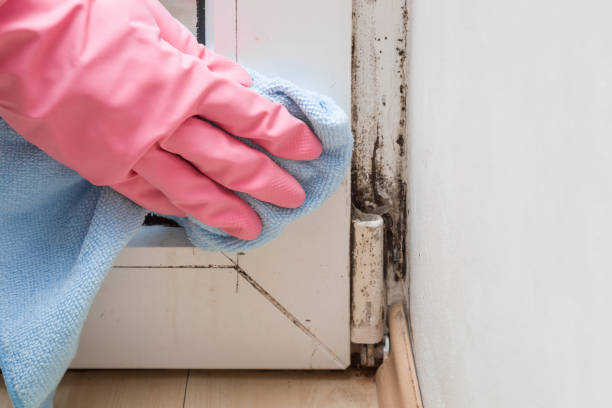 Best Residential Mold Removal  in Spring Valley, NV