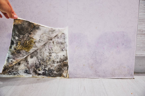 Office Mold Removal Services in Spring Valley, NV